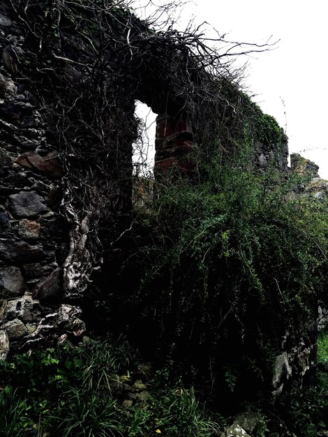A ruined gothic cathedral, overgrown with thorny vines, under a dark, looming sky with flashes of distant lightning. The scene conveys a sense of ancient decay and forgotten grandeur.